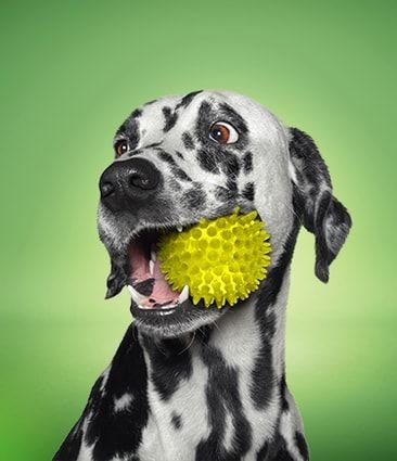 dog food, tools, and resources for every life stage iams™
